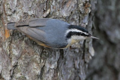 Red-breasted Nuthatch