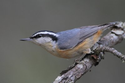 Red-breasted Nuthatch