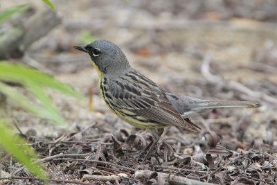 Kirtland's Warbler