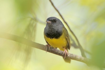 Mourning Warbler