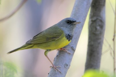 Mourning Warbler