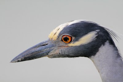 Yellow-crowned Night-Heron