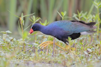 Purple Gallinule