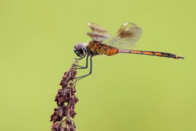 g3/82/193082/3/125220093.X8A92He1.jpg