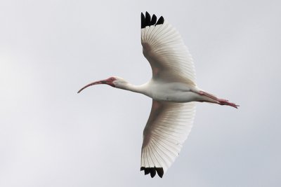 White Ibis