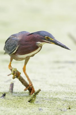 Green Heron