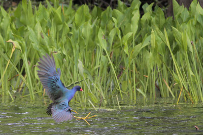 Purple Gallinule