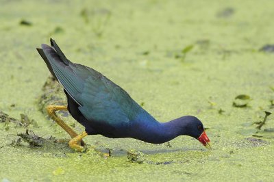 Purple Gallinule