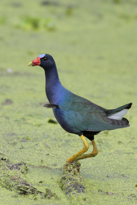 Purple Gallinule