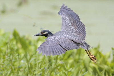 Yellow-crowned Night-Heron