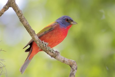 Painted Bunting