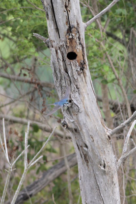 Tree Swallow