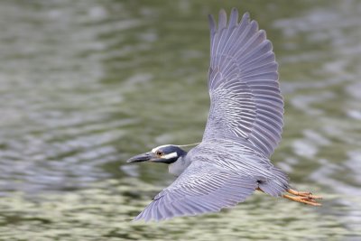 Yellow-crowned Night-Heron