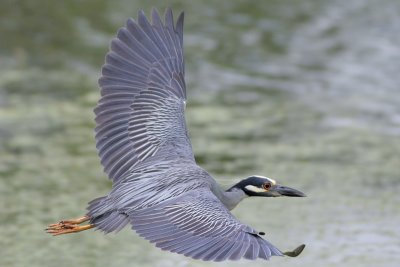 Yellow-crowned Night-Heron