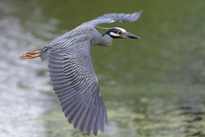 Yellow-crowned Night-Heron