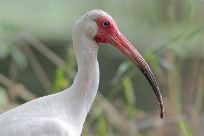 White Ibis