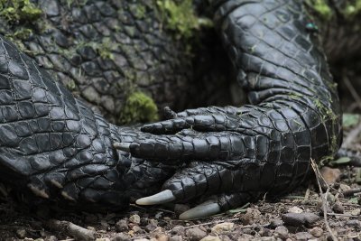 American Alligator