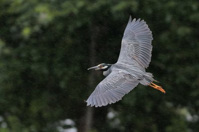 Yellow-crowned Night-Heron