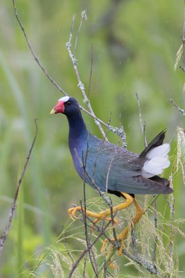 Purple Gallinule