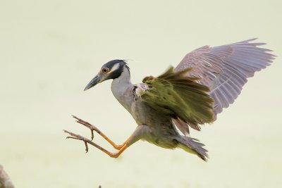 Yellow-crowned Night-Heron