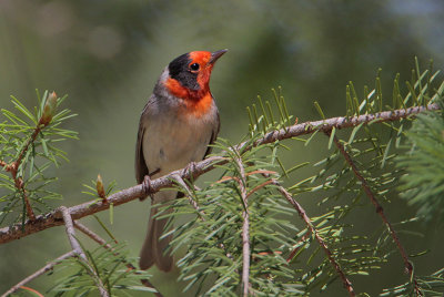 Red-faced Warbler