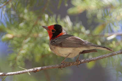 Red-faced Warbler