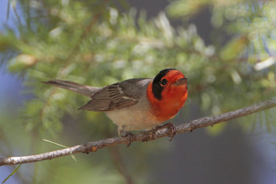 Red-faced Warbler