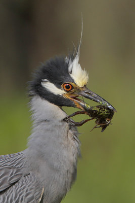 Yellow-crowned Night-Heron