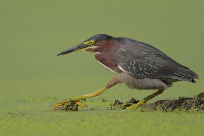 Green Heron