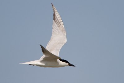 Gull-billed Tern