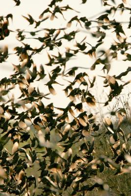 Brown-headed Cowbird