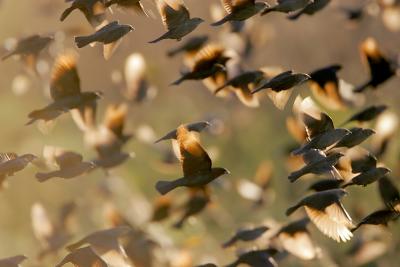 Brown-headed Cowbird