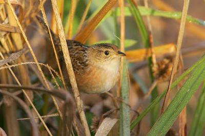 Sedge Wren