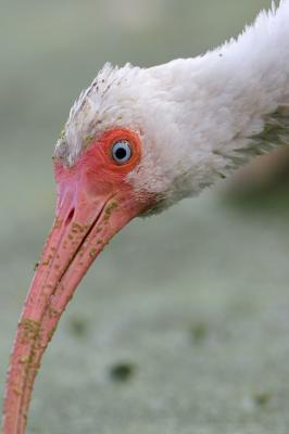 White Ibis