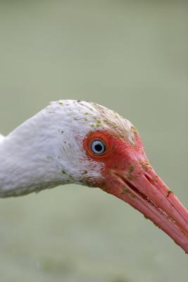 White Ibis