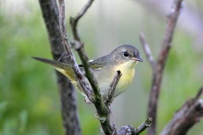 Common Yellowthroat