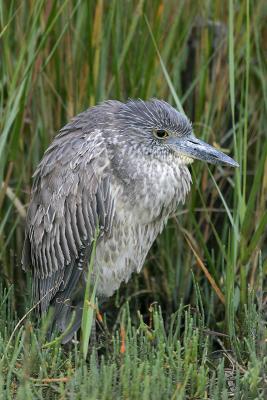 Yellow-crowned Night-Heron