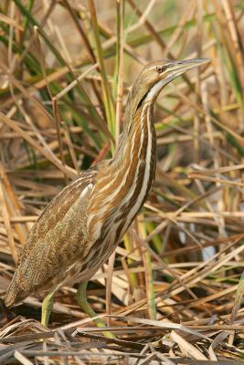 American Bittern