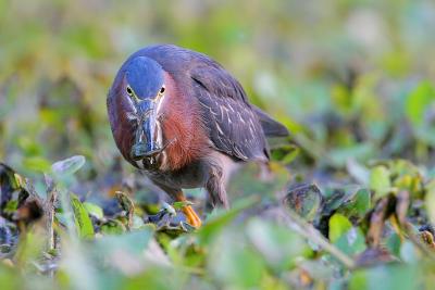 Green Heron