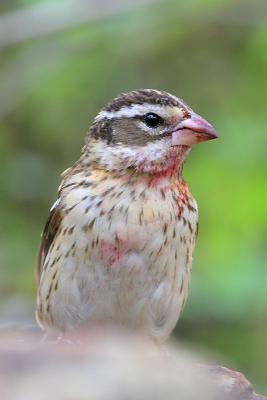 Rose-breasted Grosbeak