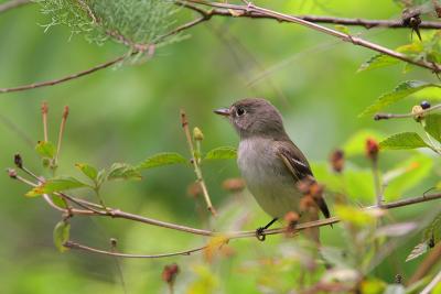 Least Flycatcher