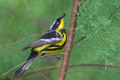 Magnolia Warbler