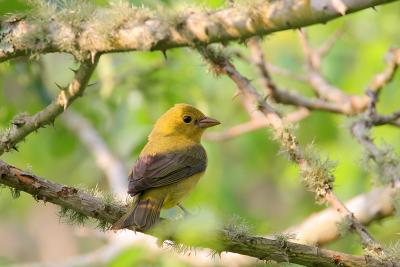 Scarlet Tanager