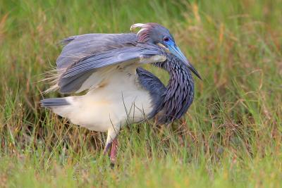 Tricolored Heron