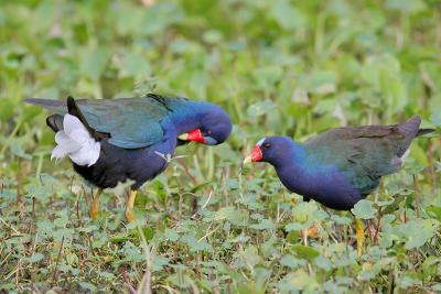 Purple Gallinule