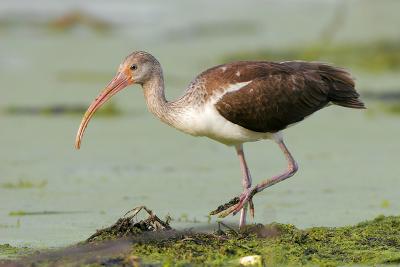 White Ibis