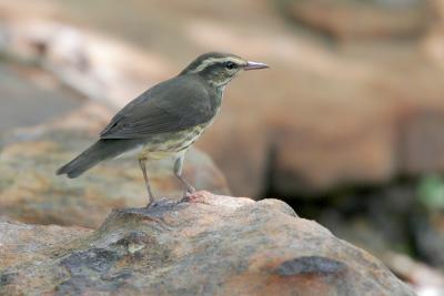 Northern Waterthrush