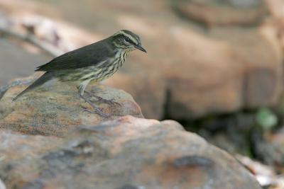 Northern Waterthrush