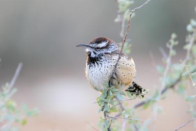 Cactus Wren