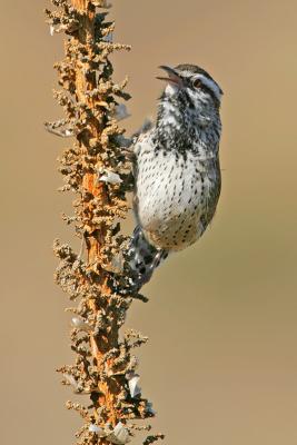 Cactus Wren